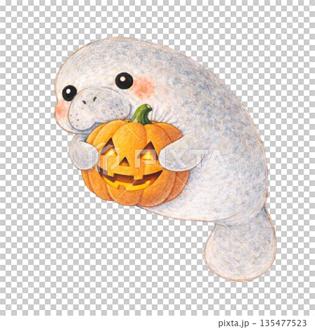 【ハロウィン】色鉛筆風のジャック・オー・ランタンを抱くマナティのイラスト 135477523