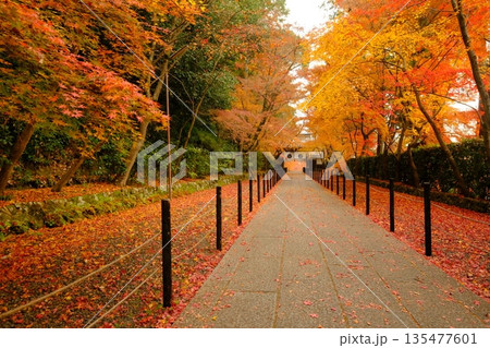 秋の粟生光明寺の薬医門の参道 秋の粟生光明寺の薬医門の参道 135477601