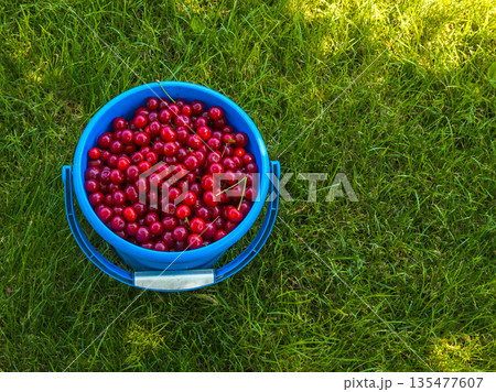 Fresh cherries in blue bucket on grass outdoors Fresh cherries in blue bucket on grass outdoors 135477607
