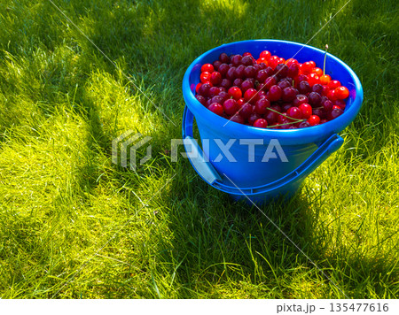Red cherries in blue bucket on grass in sunny garden Red cherries in blue bucket on grass in sunny garden 135477616