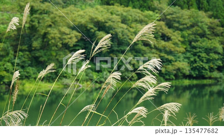ススキのある風景 ススキのある風景 135477682