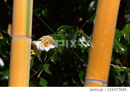 黄金竹に椿の花 135477695