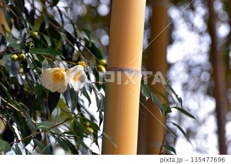 黄金竹に椿の花 135477696