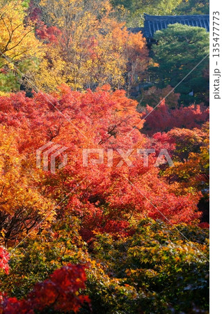 紅葉の東福寺通天橋 紅葉の東福寺通天橋 135477773