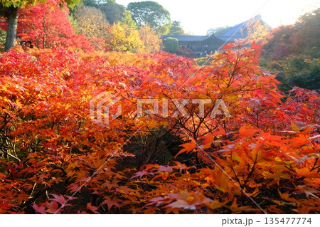 紅葉の東福寺通天橋 紅葉の東福寺通天橋 135477774