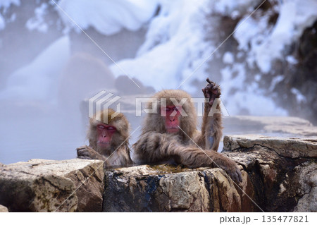 地獄谷野猿公苑　スノーモンキー　 135477821