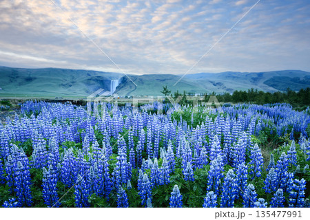 Incredible landscape with blooming lupine flowers 135477991