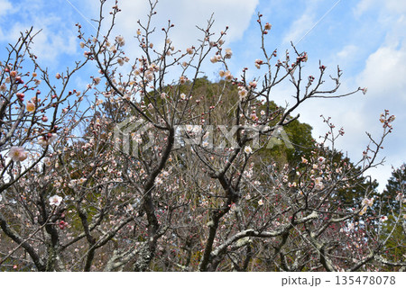 青空に映える白梅 青空に映える白梅 135478078