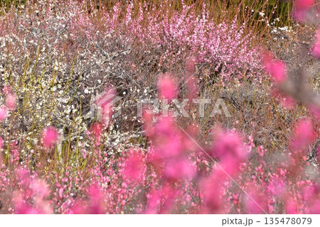 カラフルな梅の花 135478079