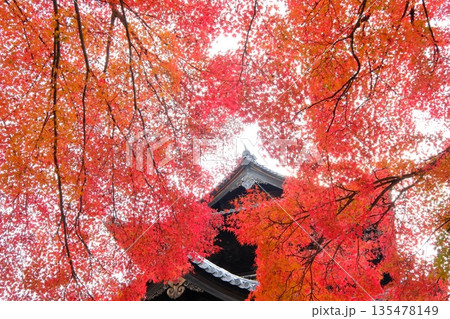 鮮烈な色彩の紅葉と南禅寺の三門 135478149