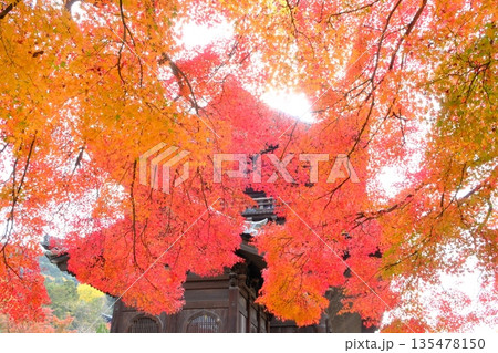 鮮烈な色彩の紅葉と南禅寺の三門 鮮烈な色彩の紅葉と南禅寺の三門 135478150