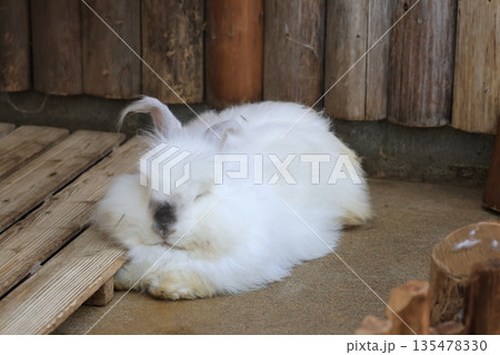 飼育された白いアンゴラウサギ 135478330
