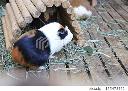 飼育されたモルモットのアップ 135478332