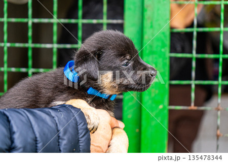 Puppy little dog in hands Puppy little dog in hands 135478344