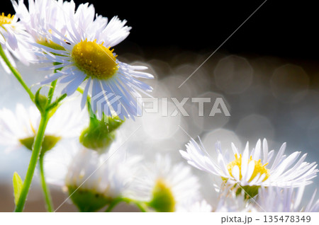 ヒメジョウオンと水面のキラキラ 135478349