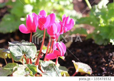 冬の庭に咲くピンク色のシクラメンの花 135478532
