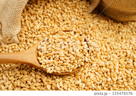 Wheat and grains ears agricultural, organic farm concept. Wheat and grains ears agricultural, organic farm concept. 135478576