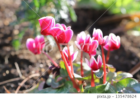 冬の庭に咲く赤と白の複色のシクラメンの花 135478624