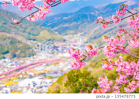 （静岡県）桜満開の河津城跡公園から眺める河津桜並木 135478773