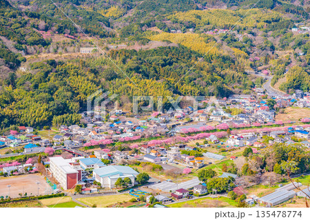 （静岡県）河津城跡公園から眺める河津桜並木 135478774