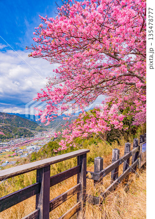(静岡県)桜満開の河津城跡公園から眺める河津桜並木 (静岡県)桜満開の河津城跡公園から眺める河津桜並木 135478777
