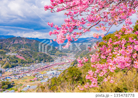 (静岡県)桜満開の河津城跡公園から眺める河津桜並木 (静岡県)桜満開の河津城跡公園から眺める河津桜並木 135478778