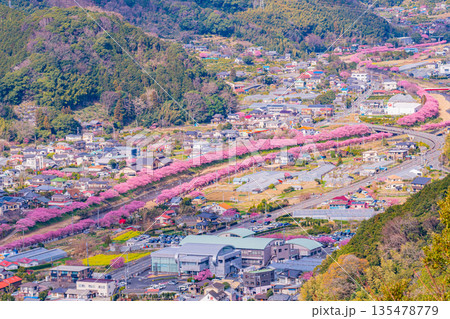 （静岡県）河津城跡公園から眺める河津桜並木 135478779