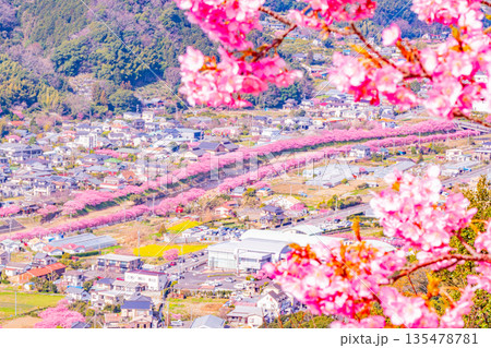 (静岡県)桜満開の河津城跡公園から眺める河津桜並木 (静岡県)桜満開の河津城跡公園から眺める河津桜並木 135478781