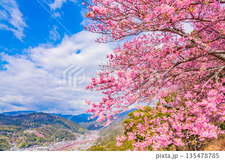 (静岡県)桜満開の河津城跡公園から眺める河津桜並木 (静岡県)桜満開の河津城跡公園から眺める河津桜並木 135478785