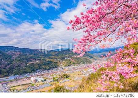 （静岡県）桜満開の河津城跡公園から眺める河津桜並木 135478786