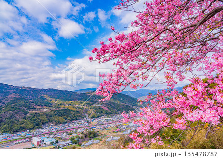 (静岡県)桜満開の河津城跡公園から眺める河津桜並木 (静岡県)桜満開の河津城跡公園から眺める河津桜並木 135478787