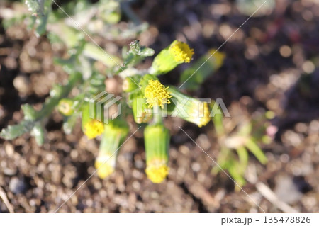 冬の道端に咲くノボロギクの小さな花 冬の道端に咲くノボロギクの小さな花 135478826