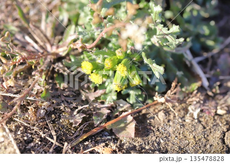 冬の道端に咲くノボロギクの小さな花 冬の道端に咲くノボロギクの小さな花 135478828