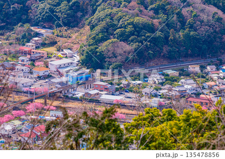 (静岡県)河津城跡公園から眺める伊豆急河津駅付近の河津桜並木 (静岡県)河津城跡公園から眺める伊豆急河津駅付近の河津桜並木 135478856