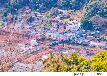 (静岡県)河津城跡公園から眺める伊豆急河津駅付近の河津桜並木 (静岡県)河津城跡公園から眺める伊豆急河津駅付近の河津桜並木 135478857