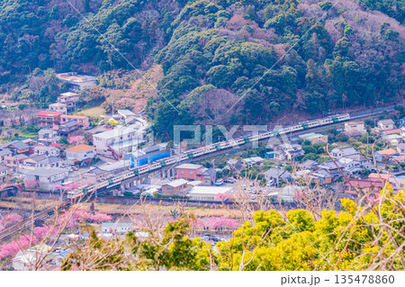 (静岡県)河津城跡公園から眺める伊豆急河津駅付近の河津桜並木 (静岡県)河津城跡公園から眺める伊豆急河津駅付近の河津桜並木 135478860