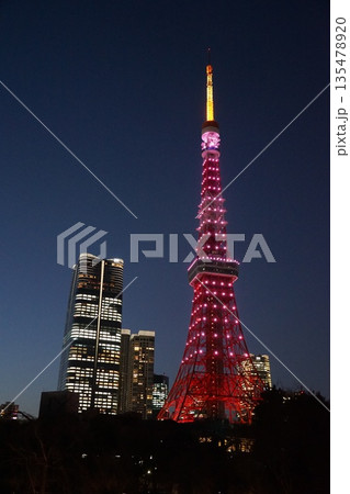ピンク色にライトアップされた東京タワーと高層ビル・プリンス芝公園　1月港区2408 135478920