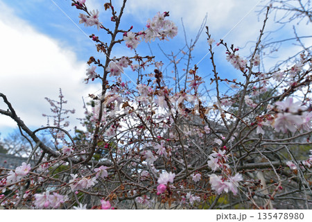 京都　妙蓮寺の御会式桜 135478980