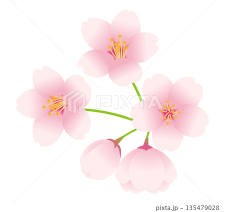桜の花とつぼみのベクターイラスト。 135479028