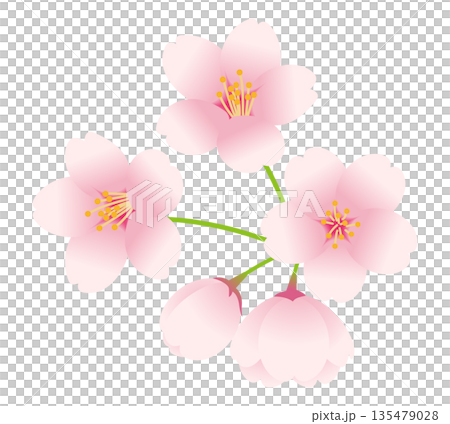 桜の花とつぼみのベクターイラスト。 135479028