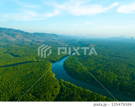 Top view mangrove forest trees,Amazing green nature forest background Top view mangrove forest trees,Amazing green nature forest background 135479384