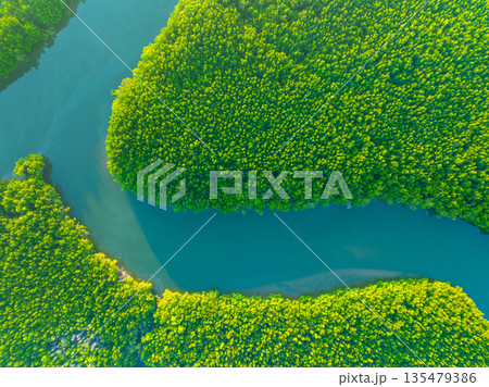 Top view mangrove forest trees,Amazing green nature forest background Top view mangrove forest trees,Amazing green nature forest background 135479386
