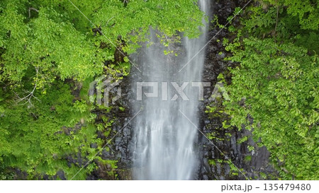 新緑に包まれた玉簾の滝 135479480