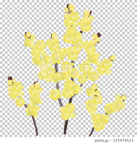 蠟梅のイラスト 135479523