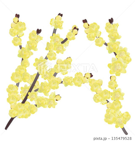 蠟梅のイラスト 135479528