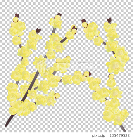 蠟梅のイラスト 135479528