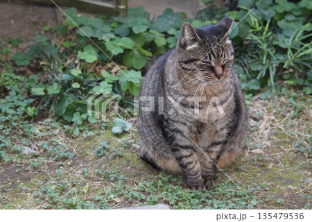 ご飯を食べに来た地域猫 ご飯を食べに来た地域猫 135479536