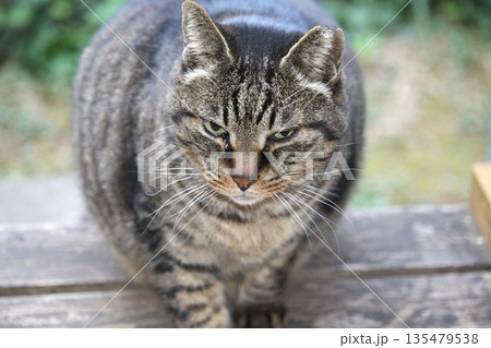 ご飯を食べに来た地域猫 135479538