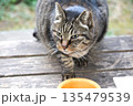 ご飯を食べに来た地域猫 135479539