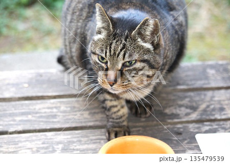 ご飯を食べに来た地域猫 135479539